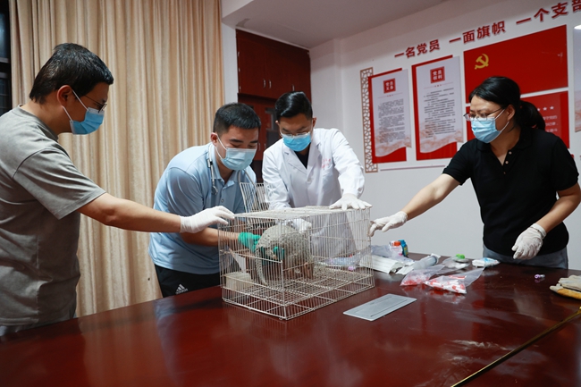 從外地趕來的國家級和省級專家對穿山甲進行身體檢查和數據采集