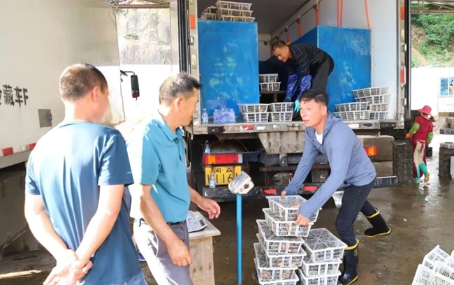 鮑魚優(yōu)良的品質(zhì)、實惠的價格吸引不少客商前來采購