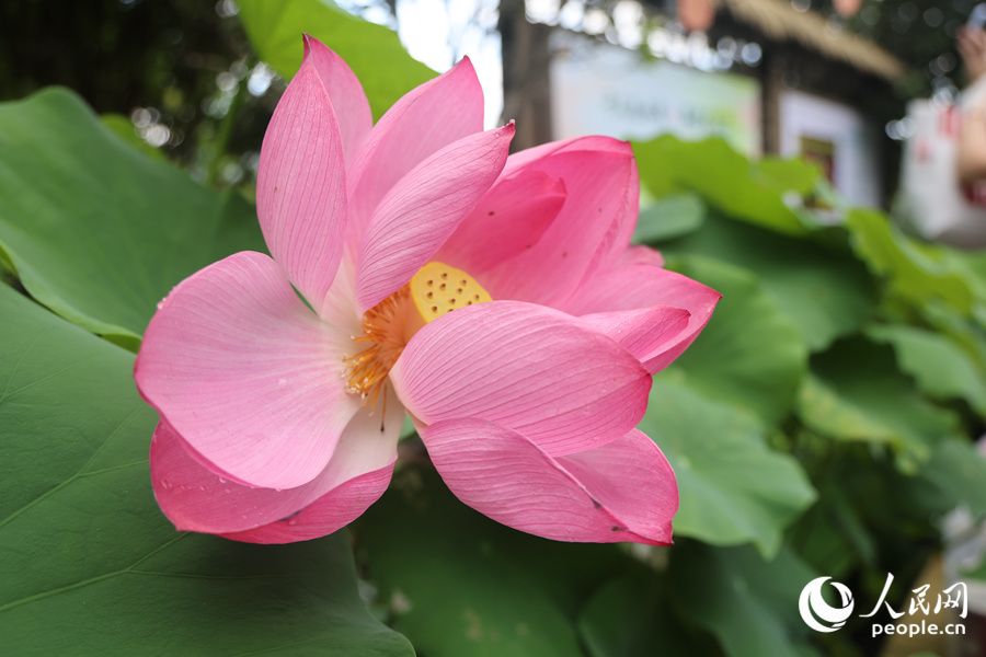 蓮花夾道綻放。人民網(wǎng)記者 陳博攝