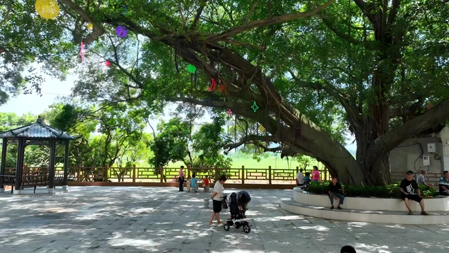 公園里，市民在樹下漫步
