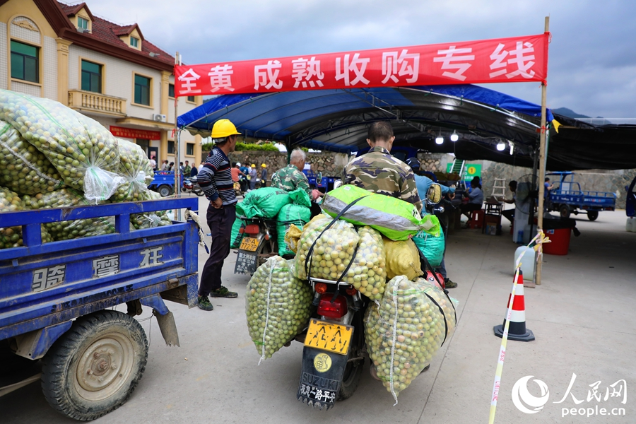 葛嶺鎮(zhèn)青梅文化創(chuàng)意園青梅收購點(diǎn)。人民網(wǎng) 李唯一攝