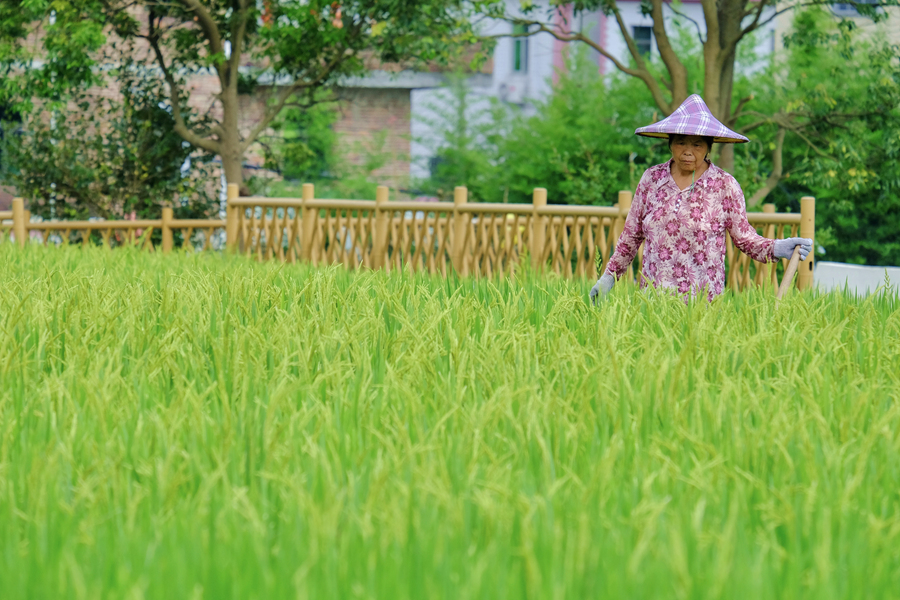 農(nóng)戶在稻田里勞作。林晞華攝