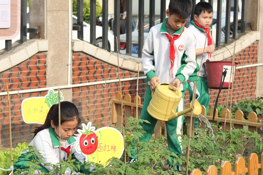 泉州市新華中心小學(xué)學(xué)生在“綠芽”紅領(lǐng)巾勞動(dòng)園地開展課間活動(dòng)。泉州市新華中心小學(xué)供圖