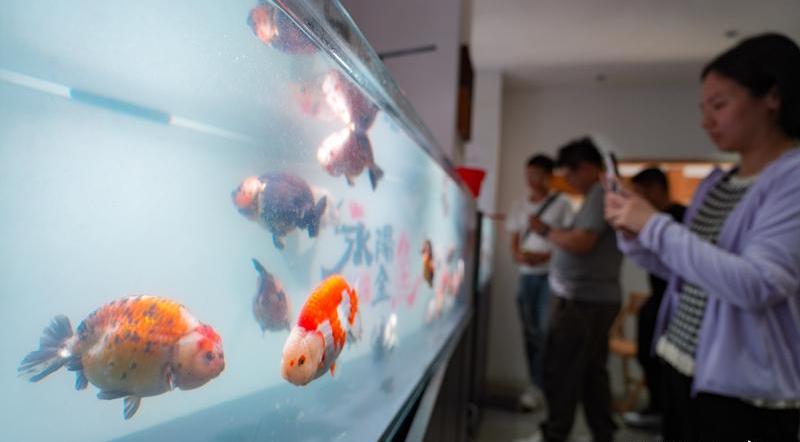 春光村金魚生態(tài)文化養(yǎng)殖基地打造了金魚主題展示空間。記者 包華攝