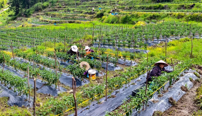 村民正在采收辣椒。圖片來源：禮門鄉(xiāng)