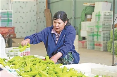 種植戶正在分揀青椒。湯文娟攝