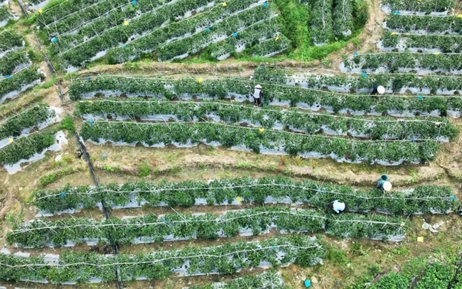 菊美專業(yè)合作社蔬菜采摘現(xiàn)場。李何穎攝