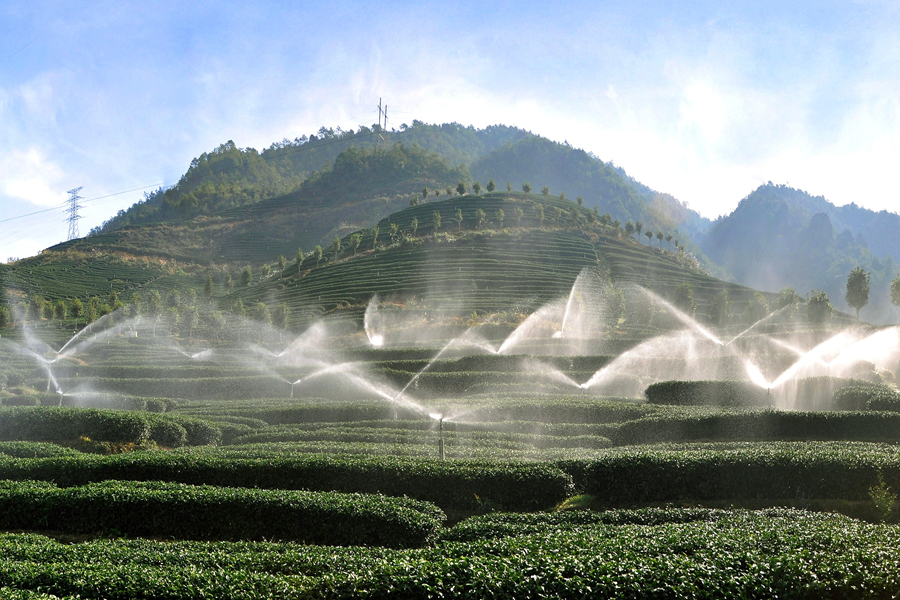 李志鴻的茶園內(nèi)，水利自動(dòng)噴灌系統(tǒng)正在作業(yè)。漳平市融媒體中心供圖