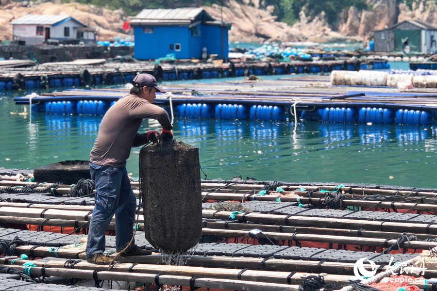 工人在給鮑魚“搬家”。人民網(wǎng) 楊灝昱攝