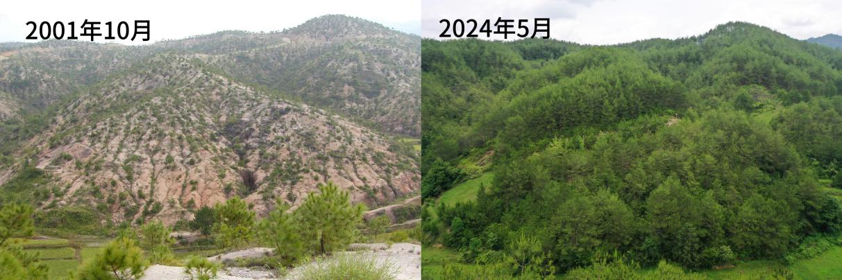 長汀縣露湖村石壁下水土流失治理前后對照圖。長汀縣水土保持中心供圖