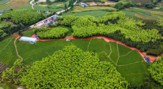 光澤縣華橋鄉(xiāng)吳屯村金映茶葉家庭農(nóng)場(chǎng)有限公司茶園鳥瞰圖 光澤縣委組織部供圖