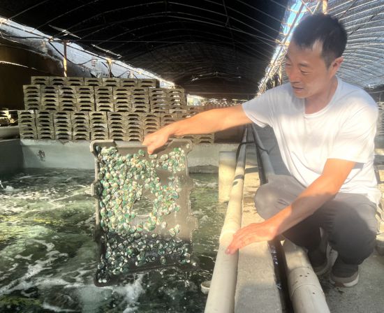 澳角村鮑魚養(yǎng)殖戶郭漢棟在檢查鮑魚苗生長情況。龔雯攝